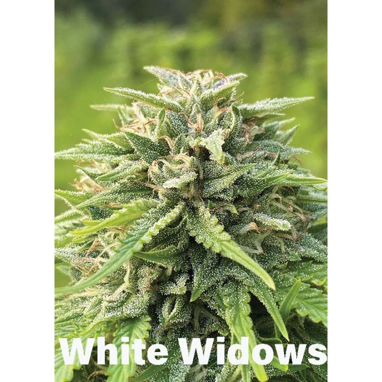 Fleurs de CBD - Toutes variétés (10g) – Image 3
